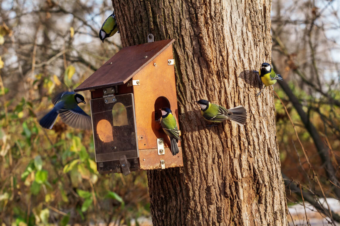 How to Attract More Birds to Your Yard - Better Lawns & Garden