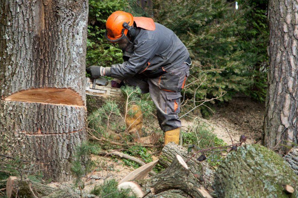 how to cut a tree