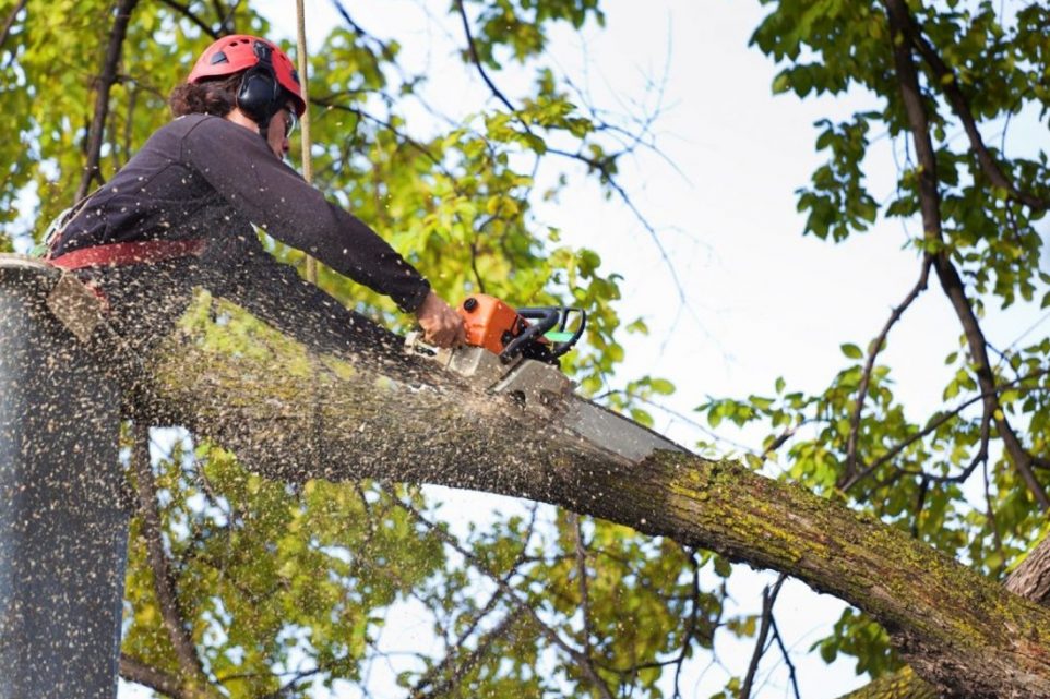 cost of tree removal