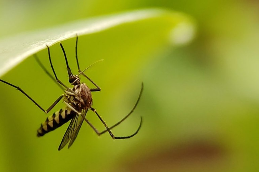 How Long Do Mosquitoes Live? A Guide for NC Mosquito