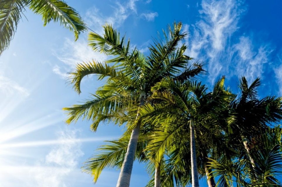 palm tree trimming