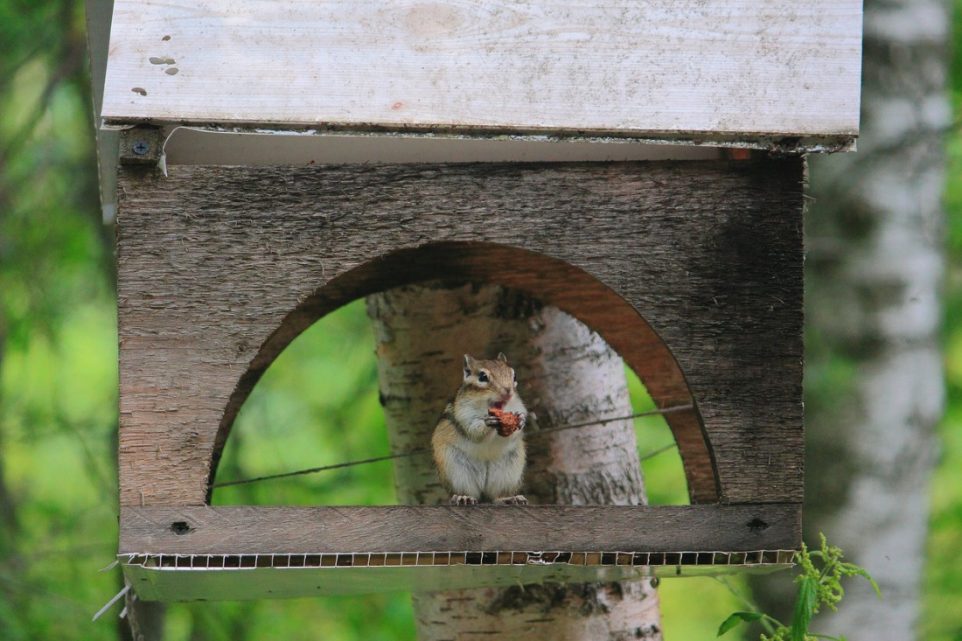 squirrel proof bird feeder