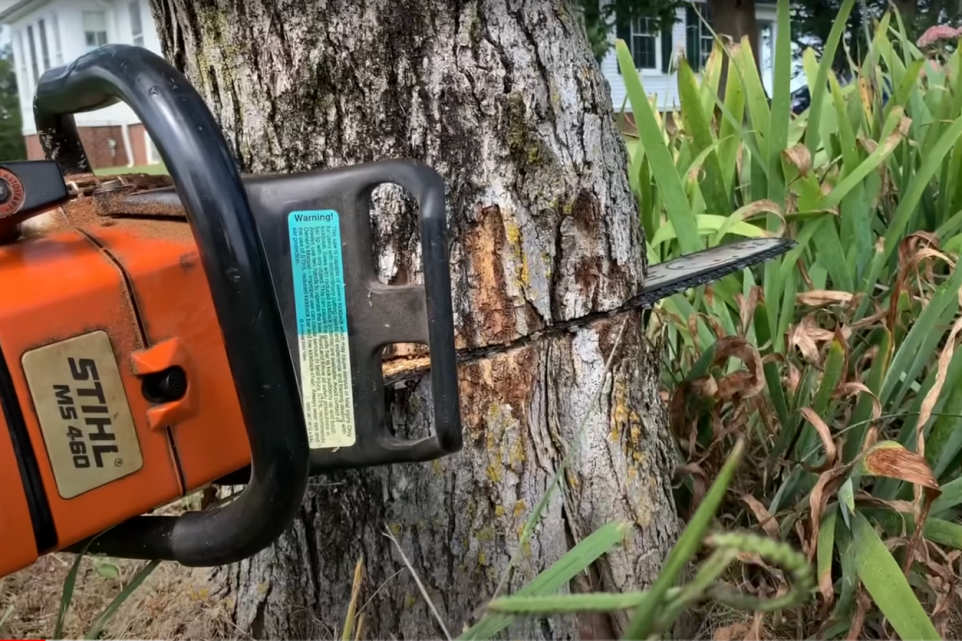 how to cut a tree