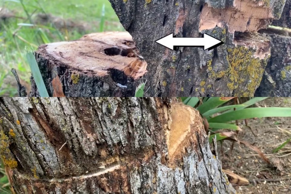 how to cut a tree