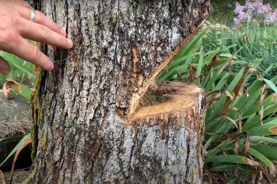 how to cut a tree