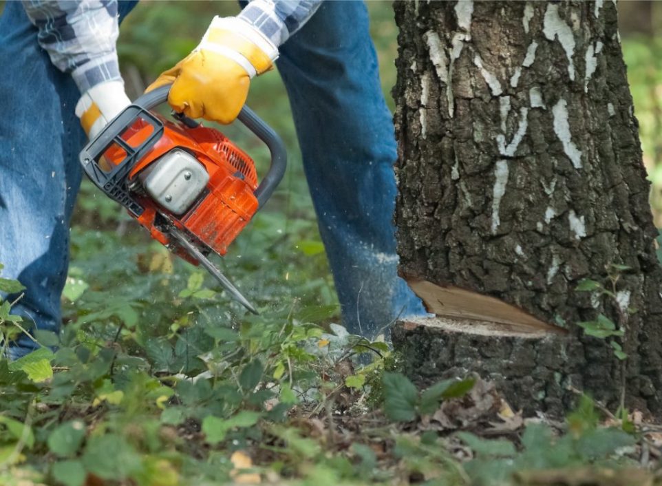 how to cut down a tree