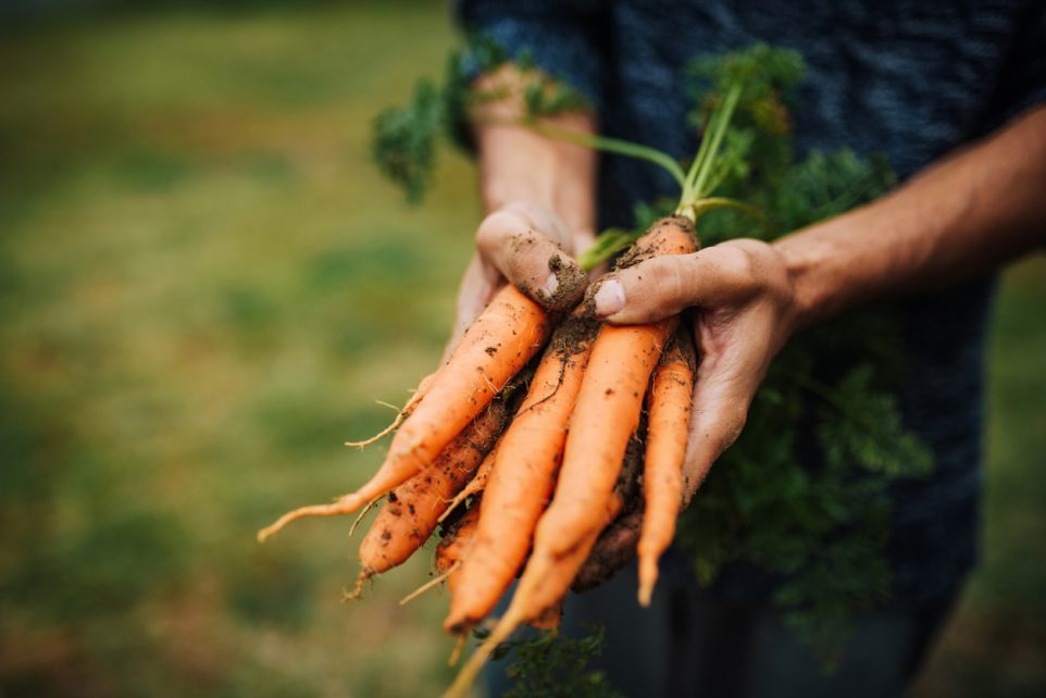 Summer Vegetables To Plant in Your Garden