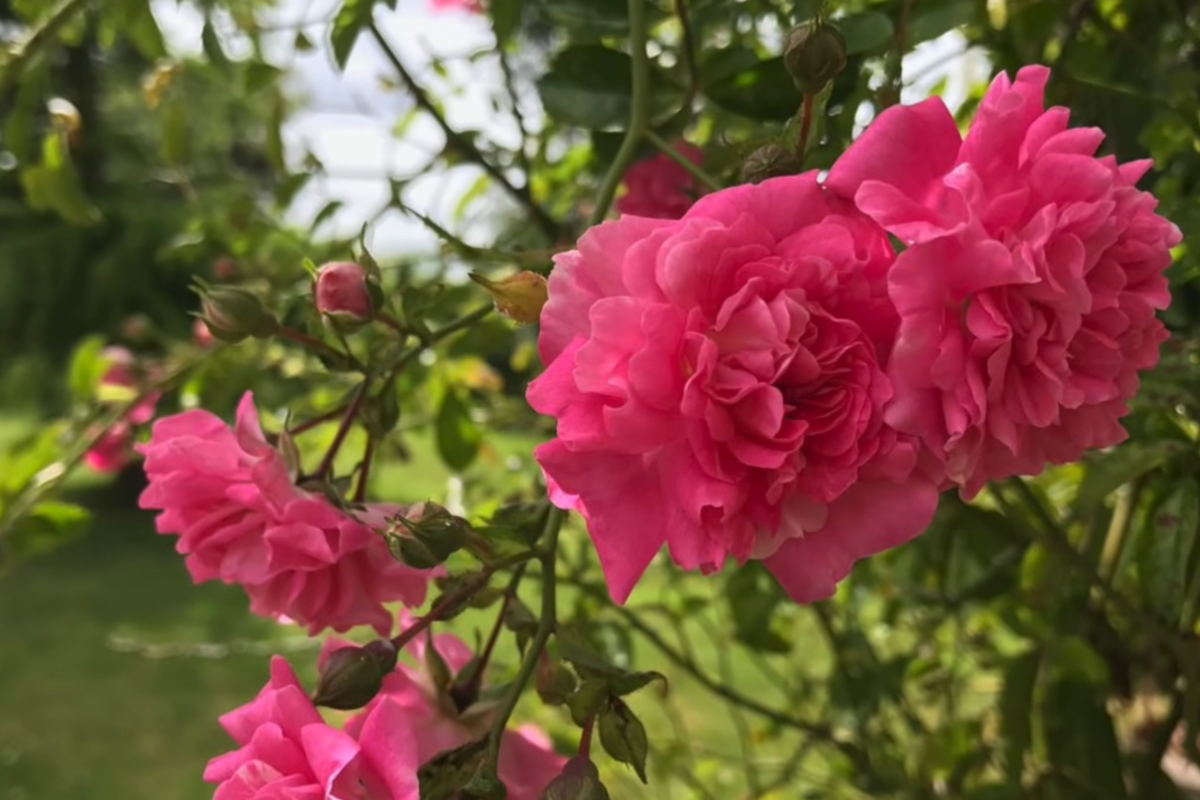 How to Prune Roses
