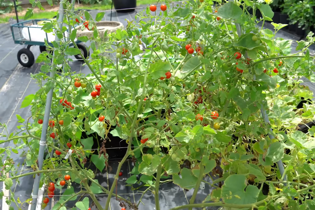 How to Prune Tomato Plants
