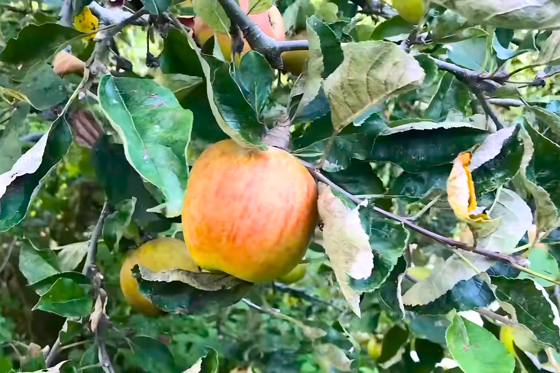 How to Prune Apple Trees
