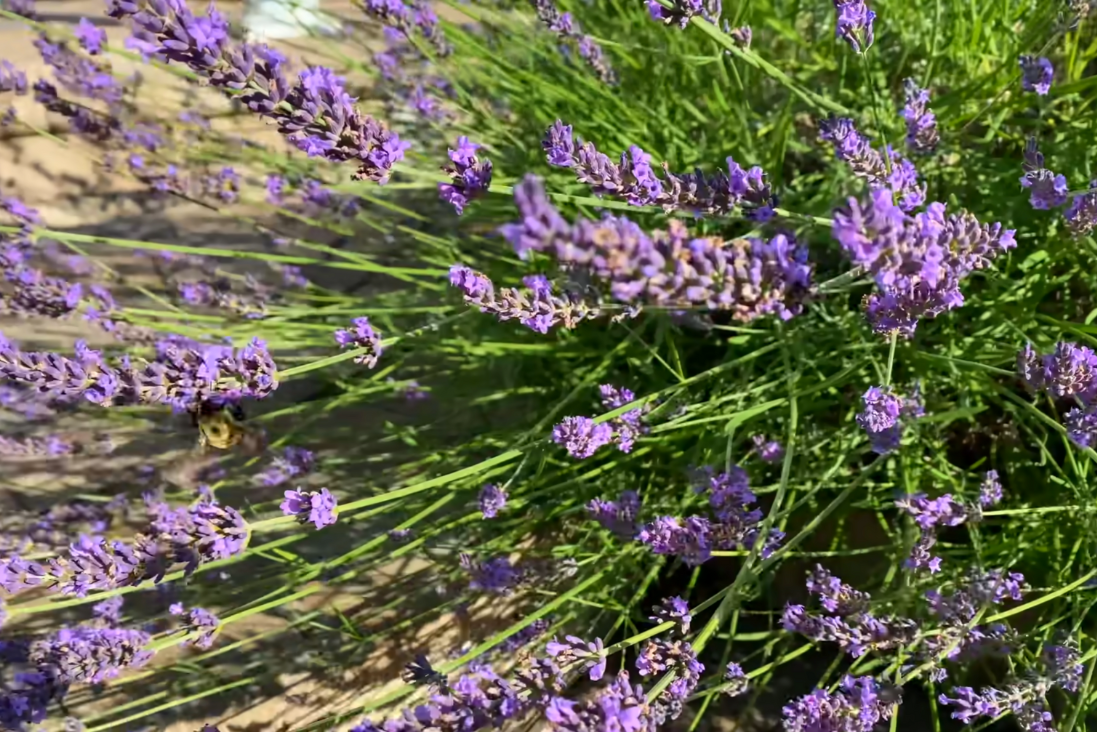 How to Prune Lavender
