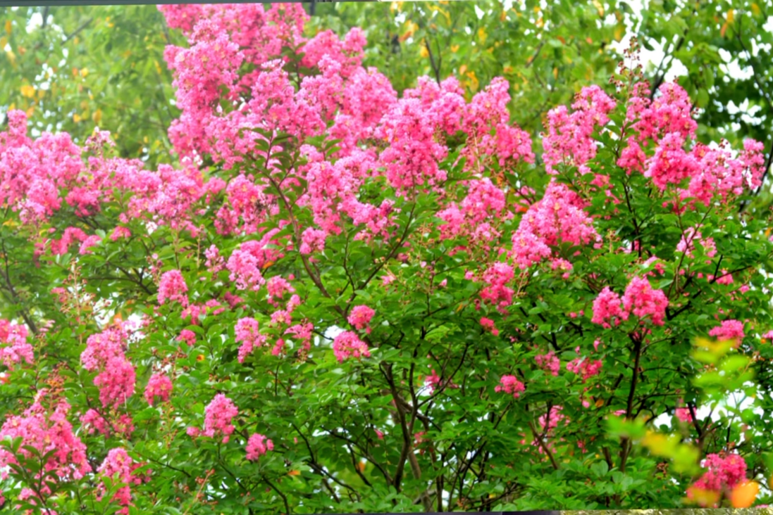 How to Prune Crepe Myrtle
