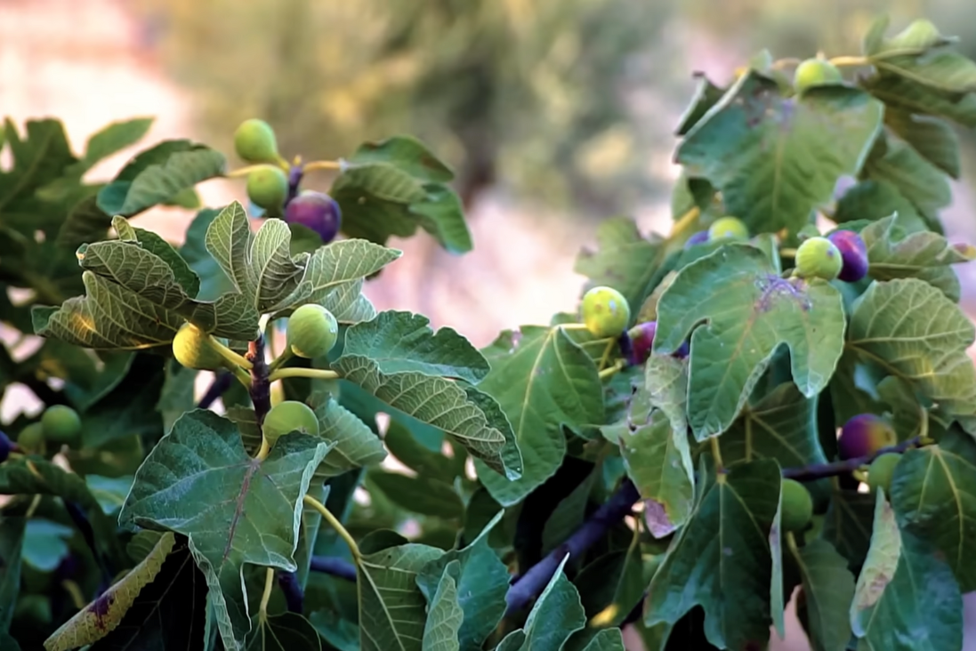 How to Prune a Fig Tree
