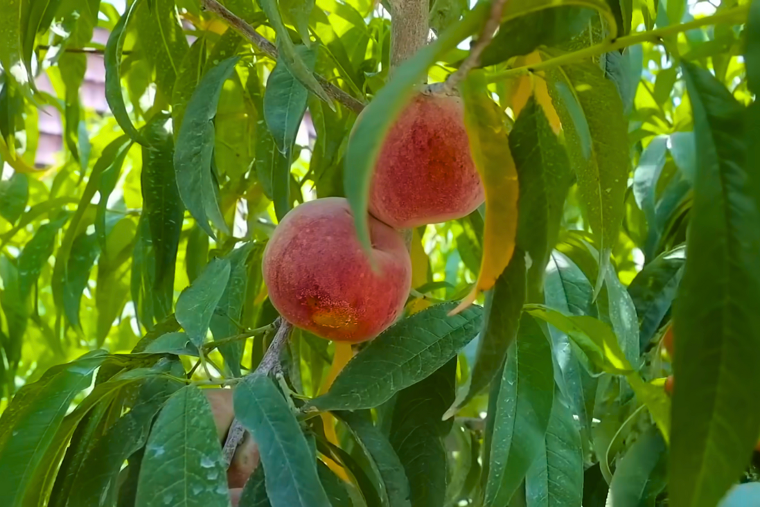 How to Prune a Peach Tree
