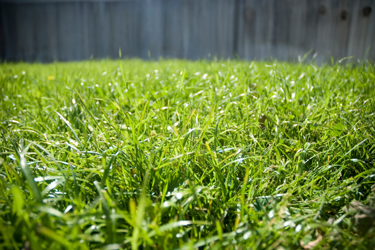 Bermuda Grass Lawn