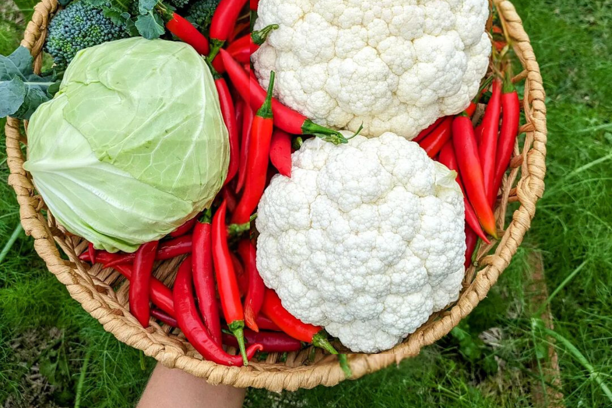 vegetable garden