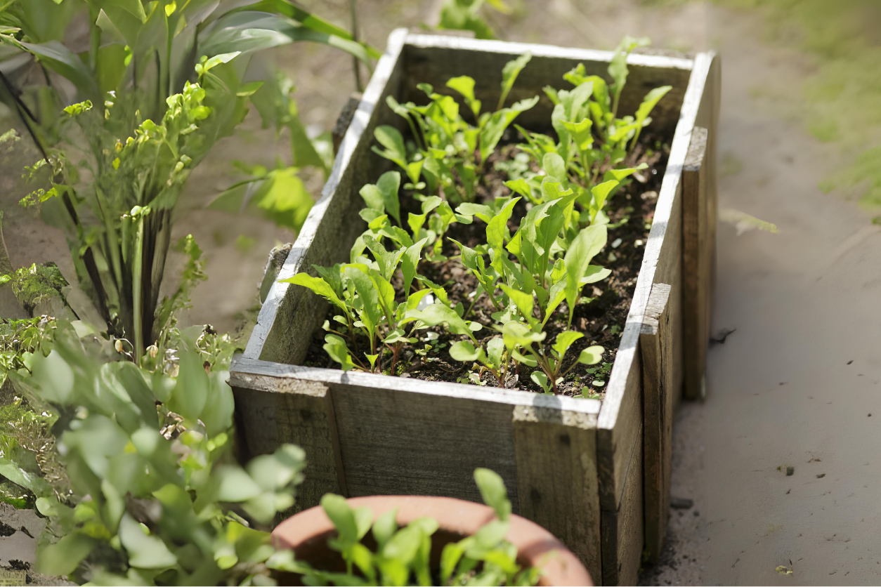 How To Grow Arugula