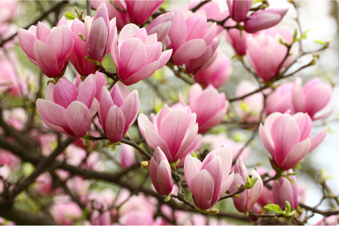 magnolia tree