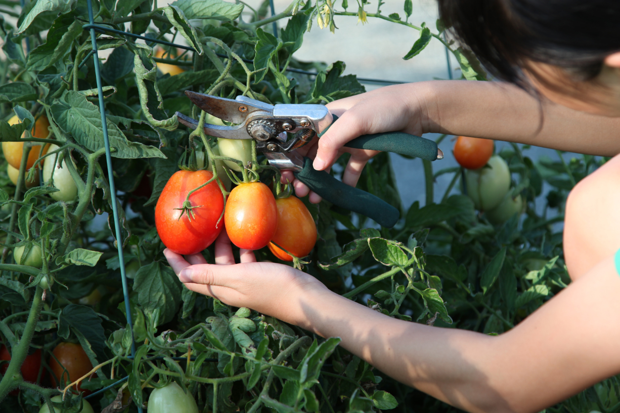 What to Plant with Tomatoes