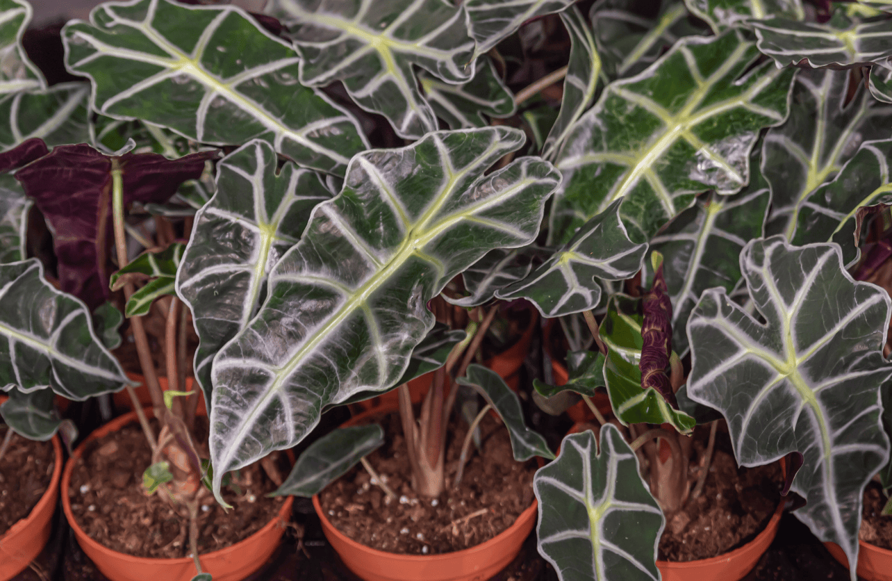 elephant ear plants