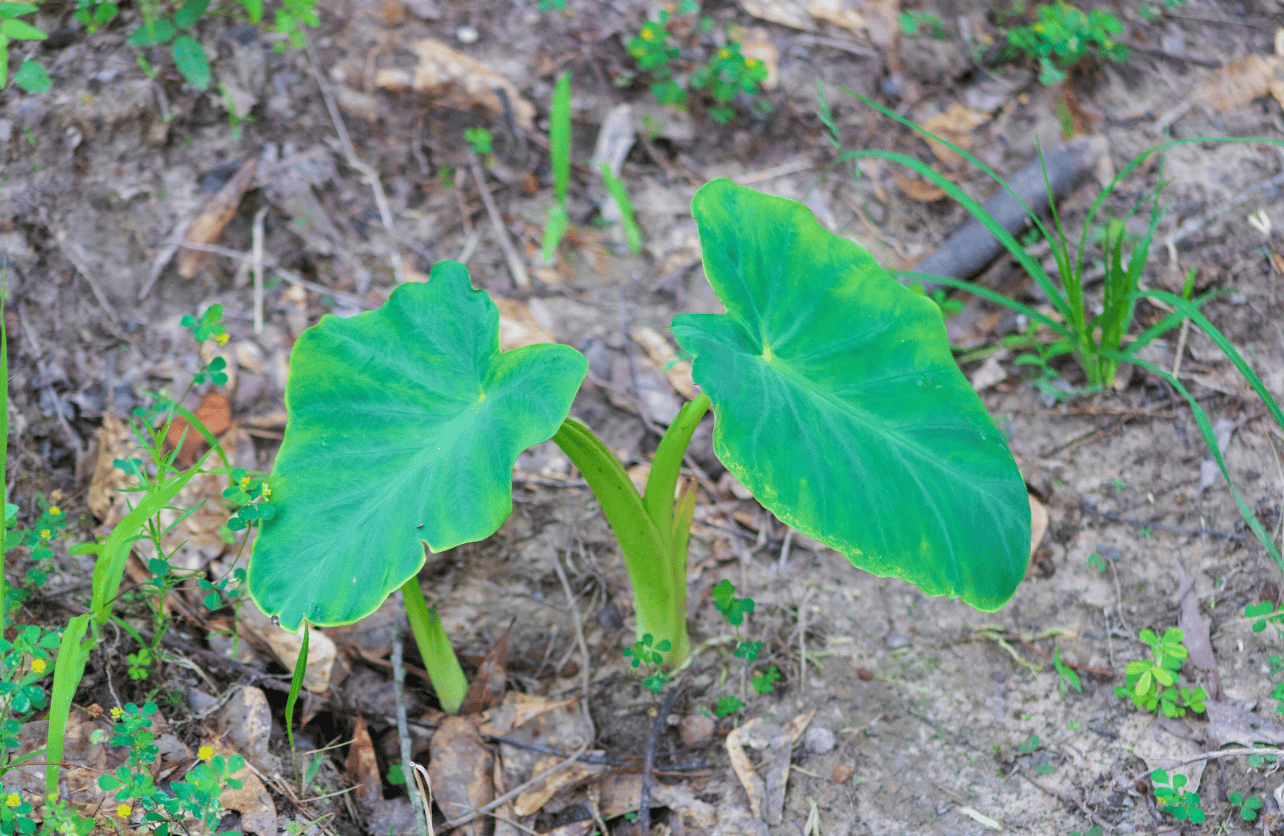 elephant ear plants