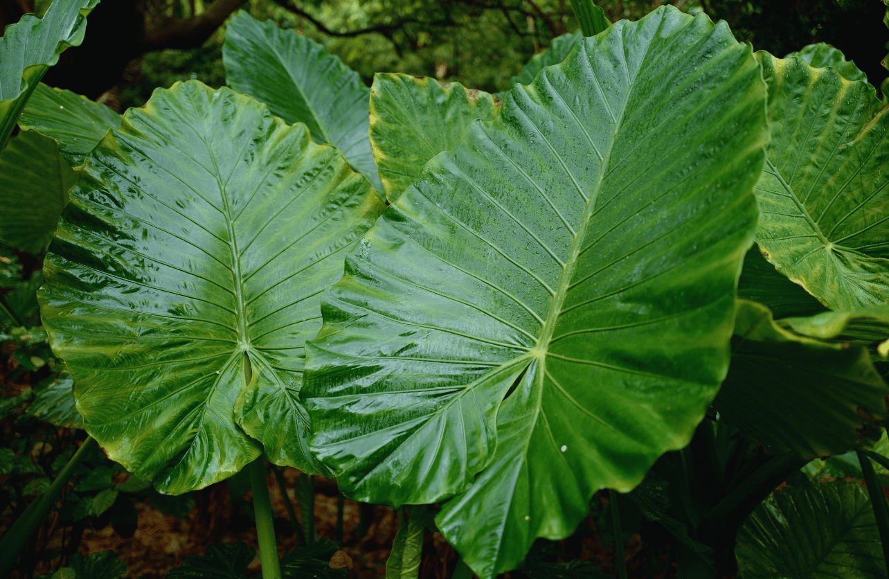 elephant ear plants