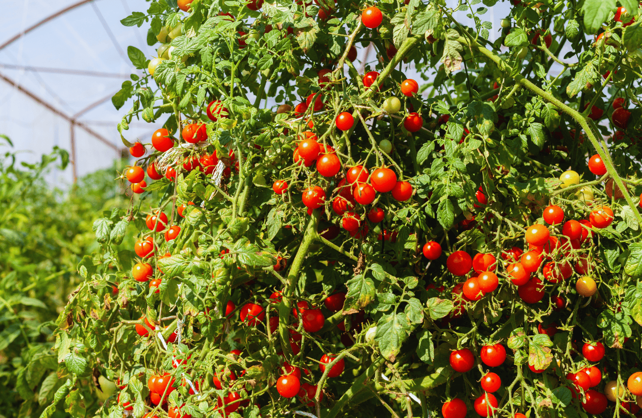 how to prune tomato pants