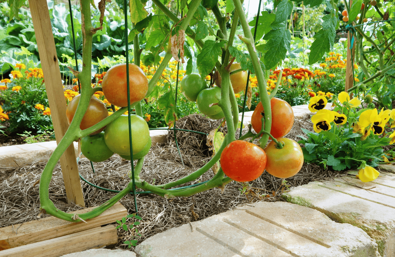 how to prune tomato pants