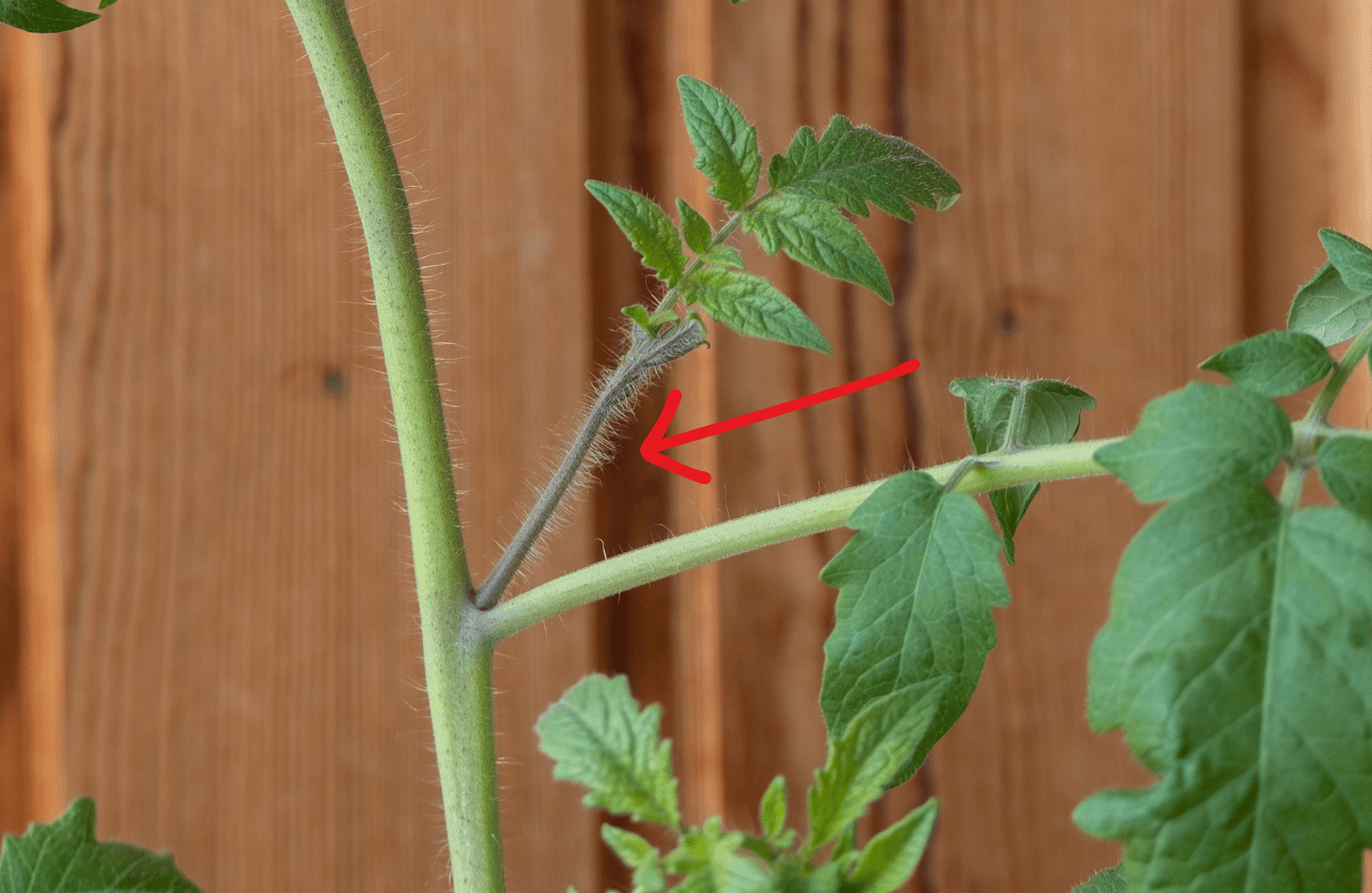 how to prune tomato pants