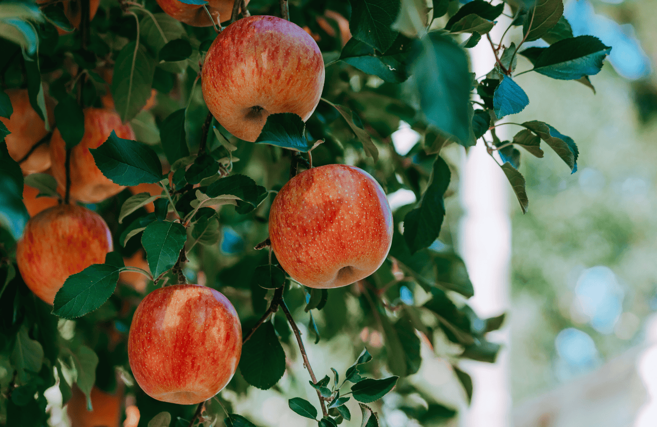 planting apple tree