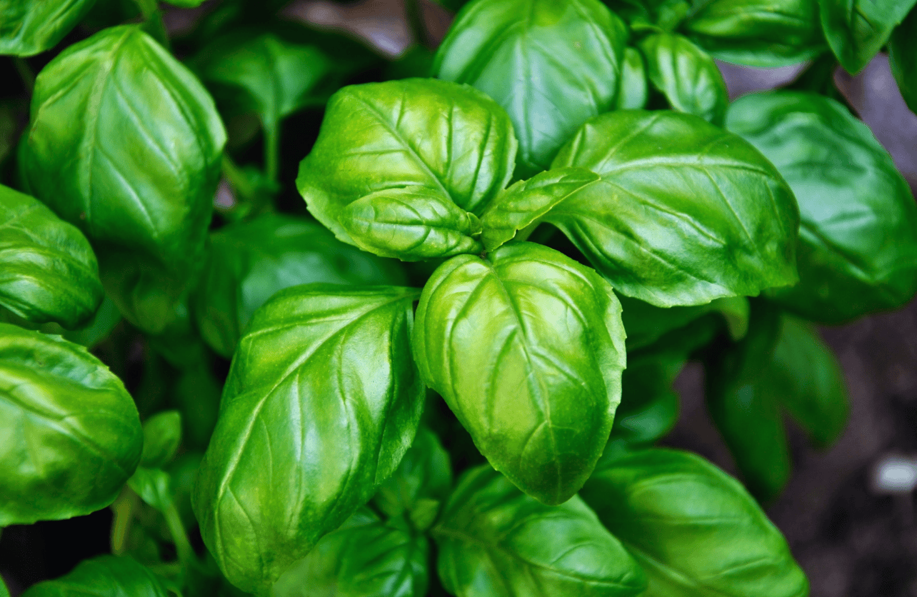 how to grow basil