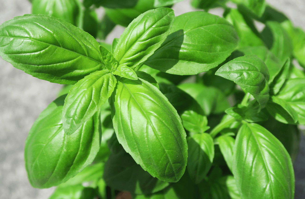 Sweet Basil