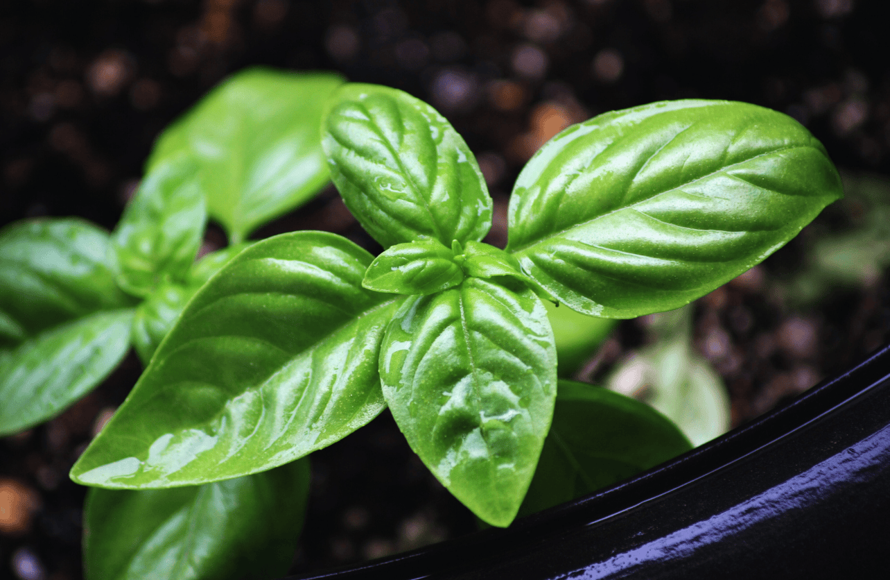 Genovese Basil