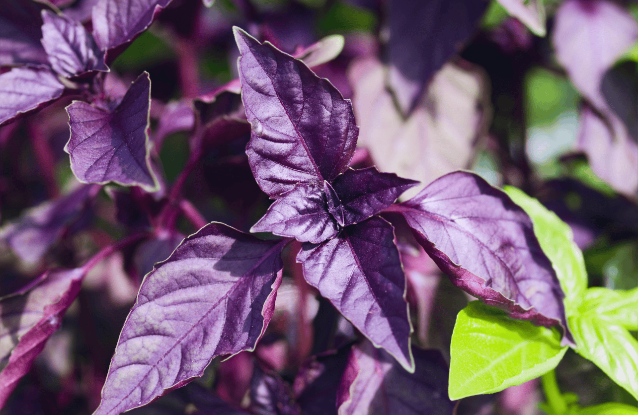 purple basil