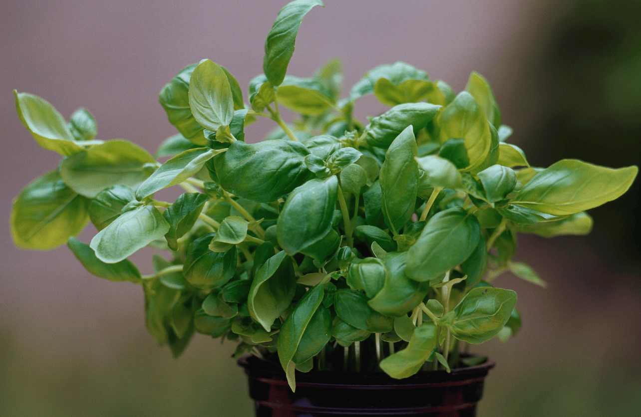 lemon basil