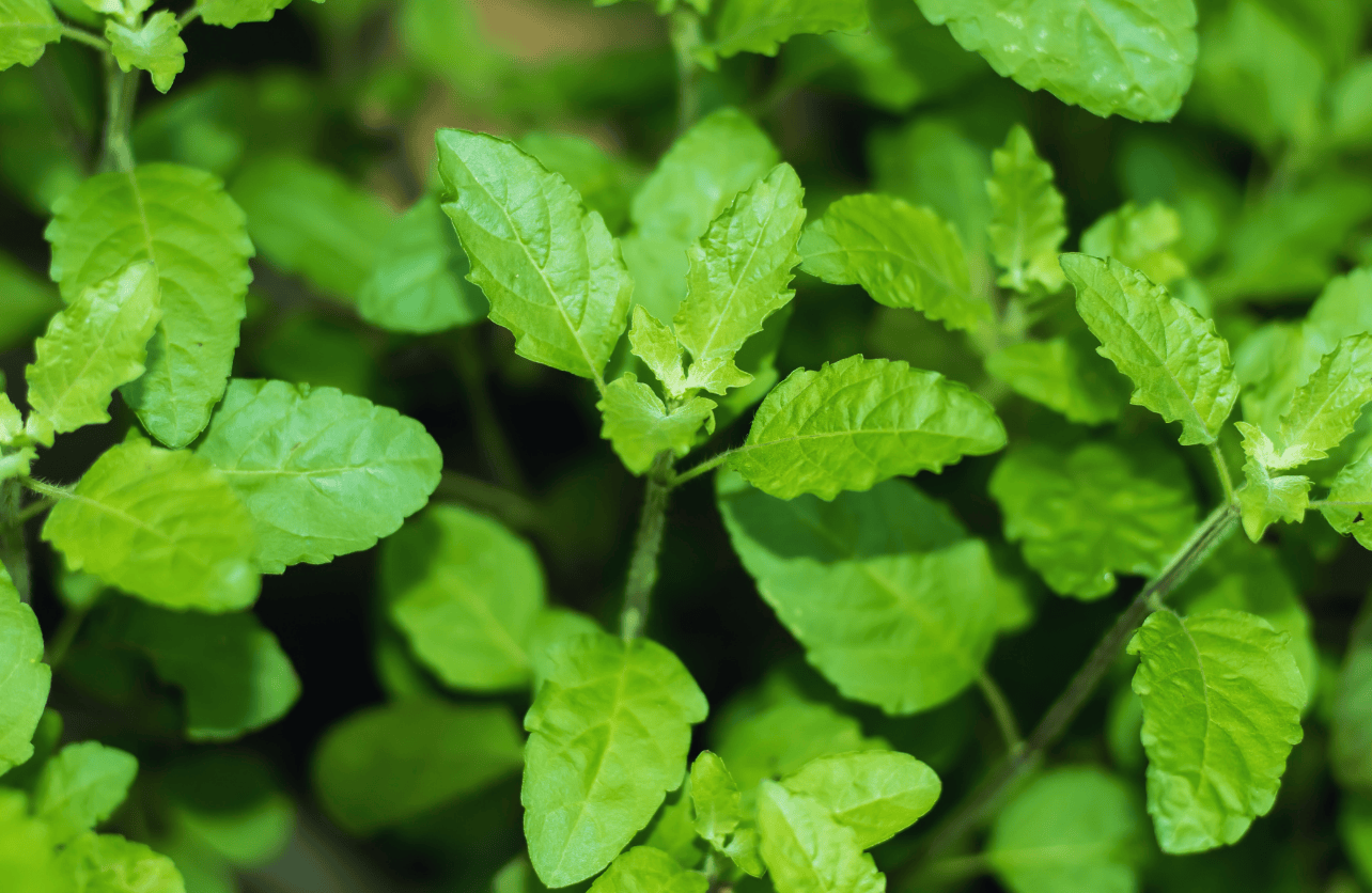 Holy Basil (Tulsi)