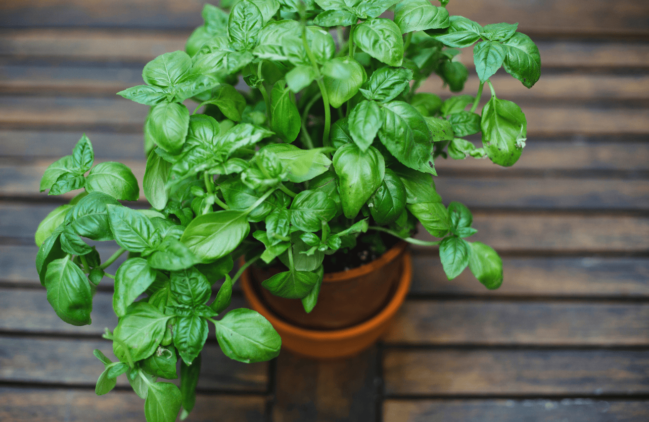 how to grow basil