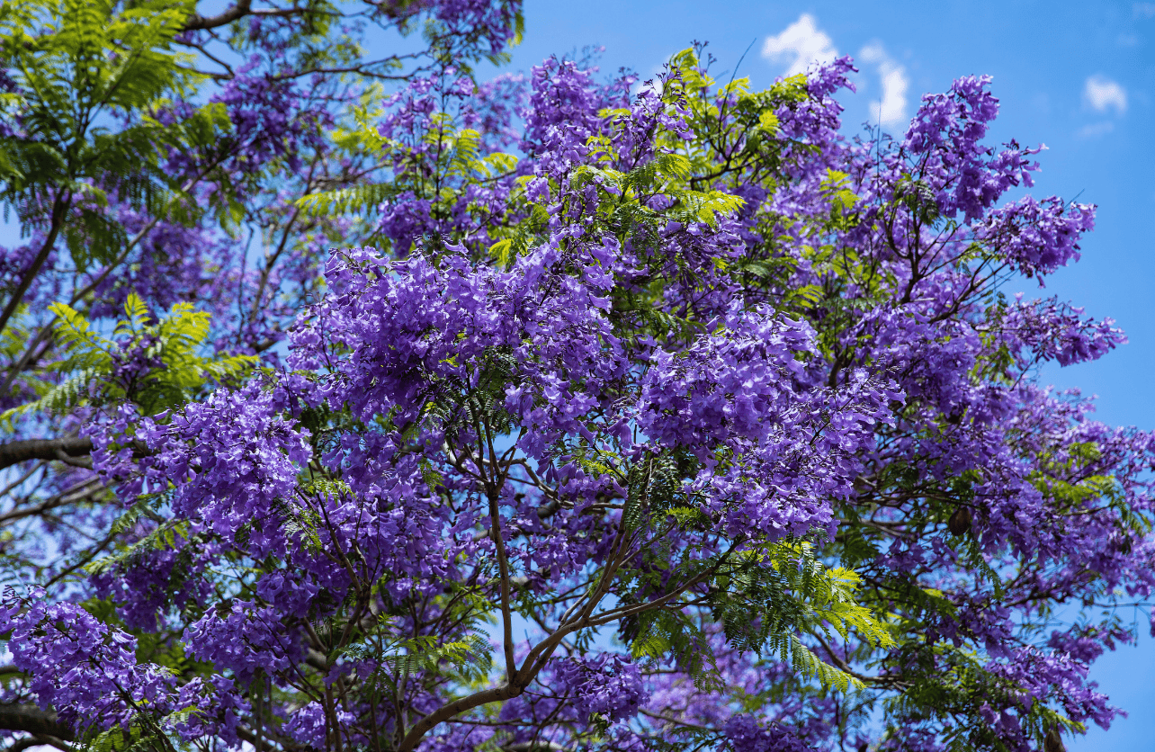 Jacaranda tree