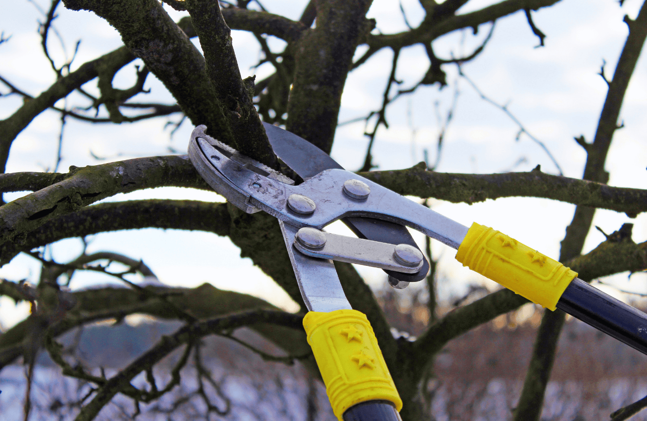 how to prune apple trees