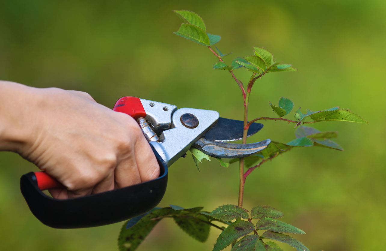 how to prune roses