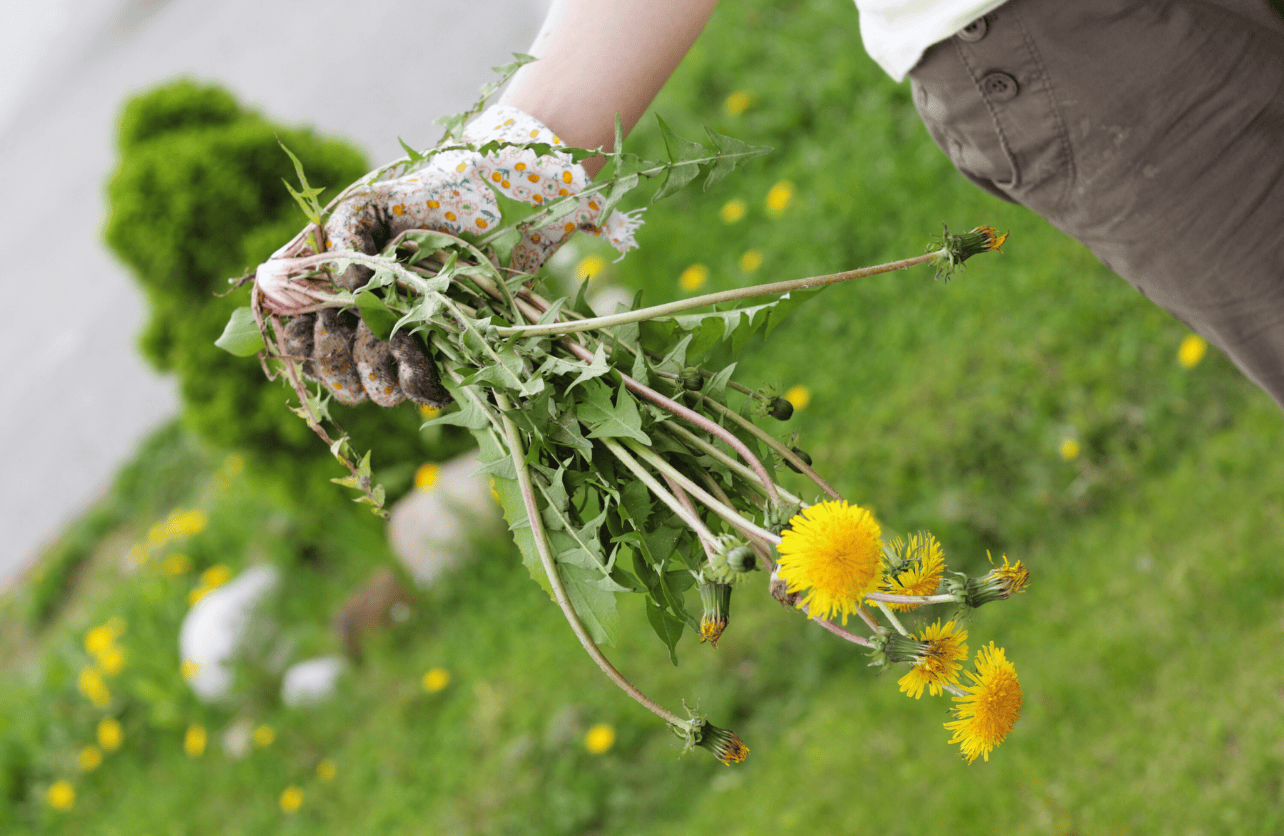 best way to snuff out weeds in your flower bed