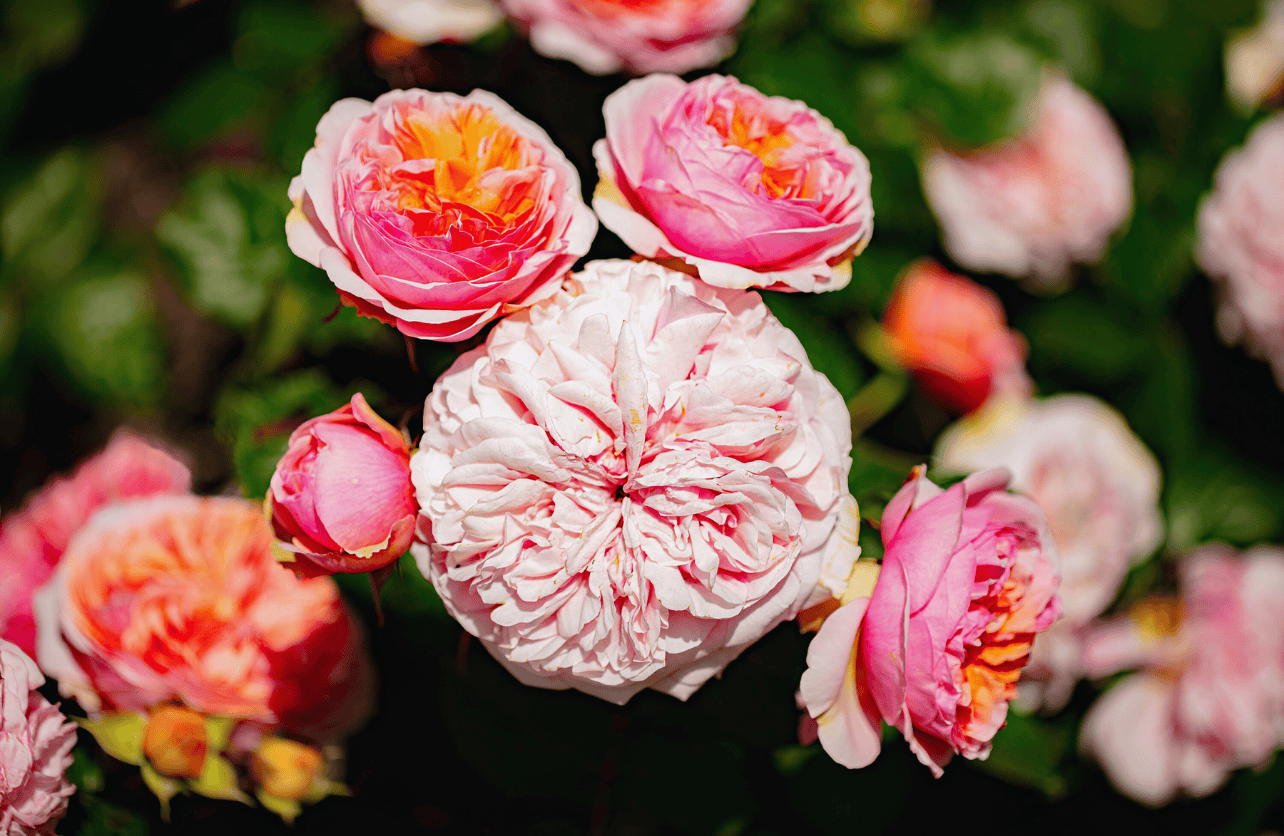 how to prune roses