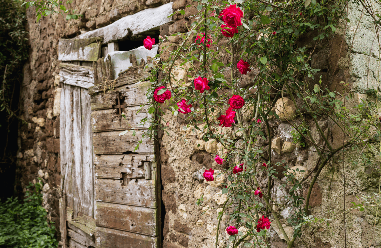 how to prune roses